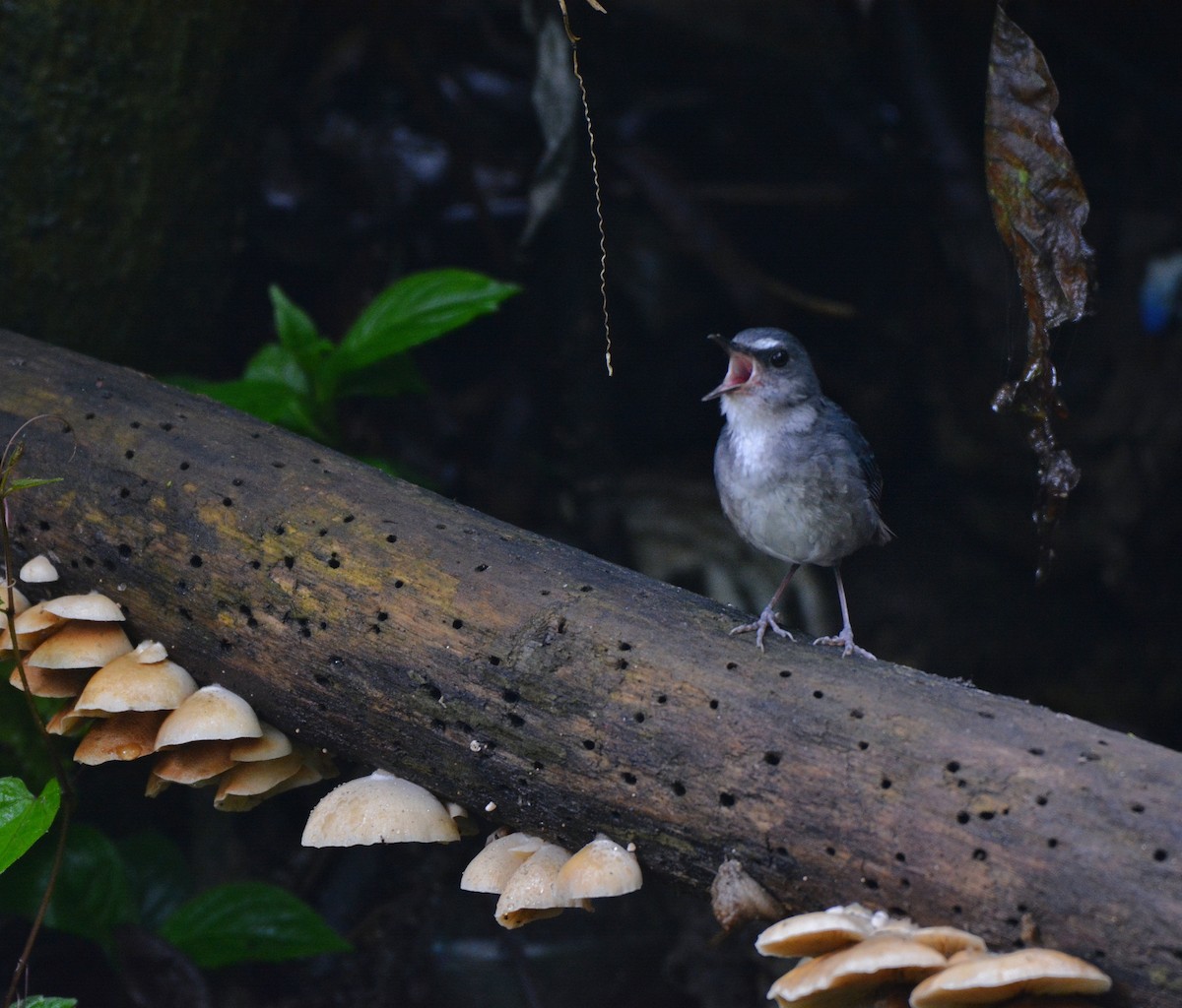 Lesser Shortwing - ML619983807