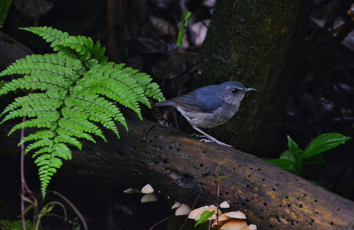 Petite Brachyptère - ML619983808