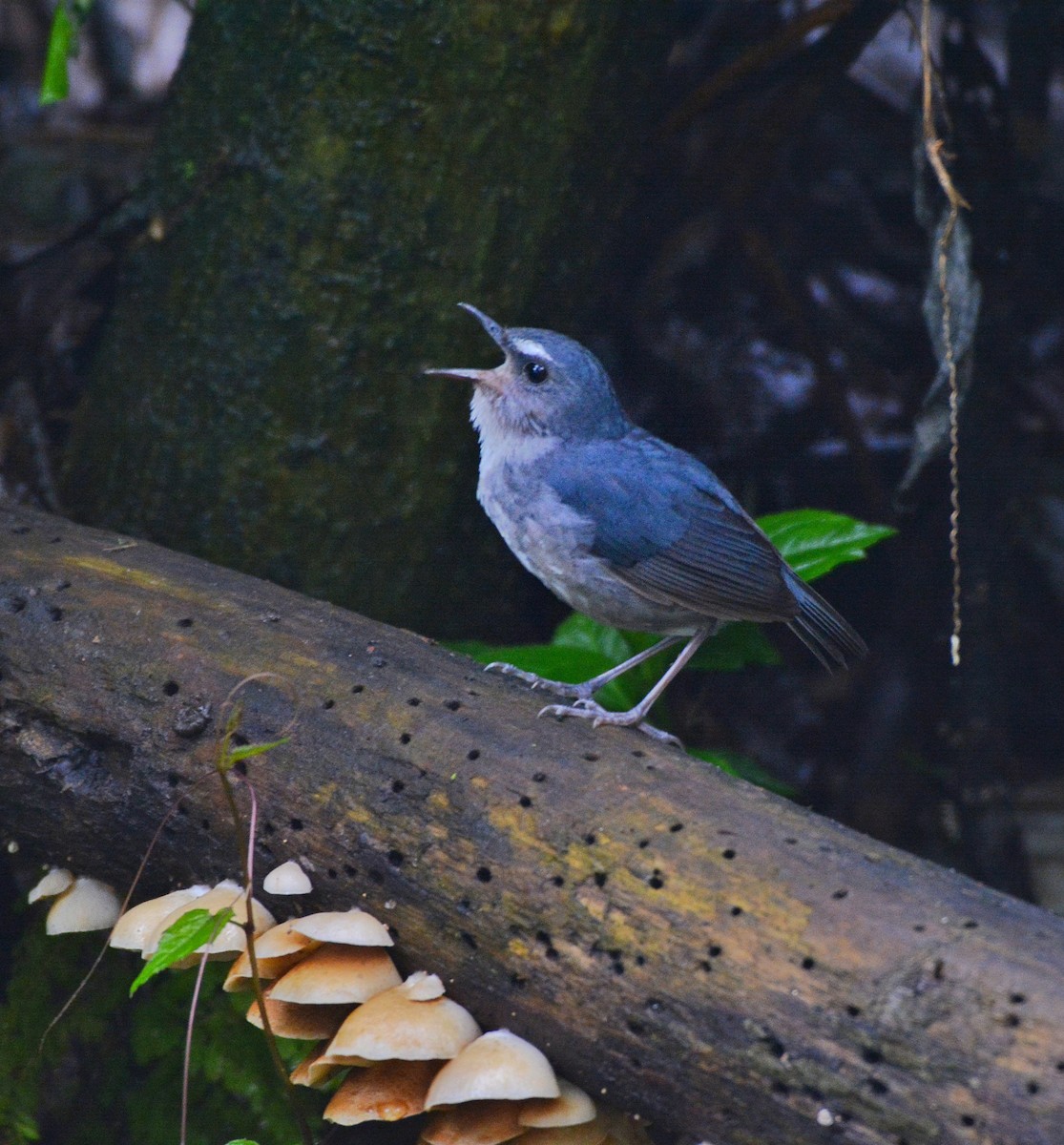 Lesser Shortwing - Anish  Bera