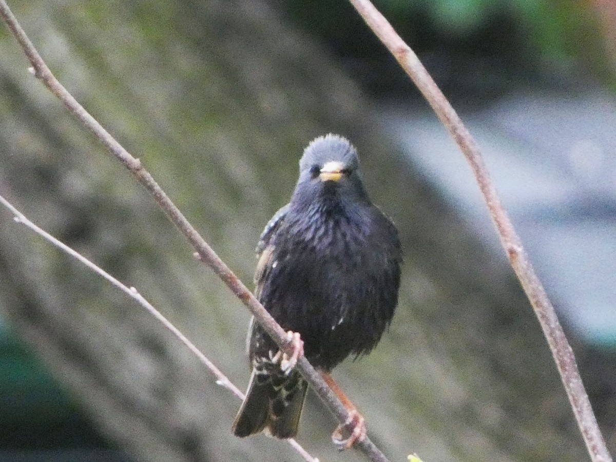 European Starling - ML619983812