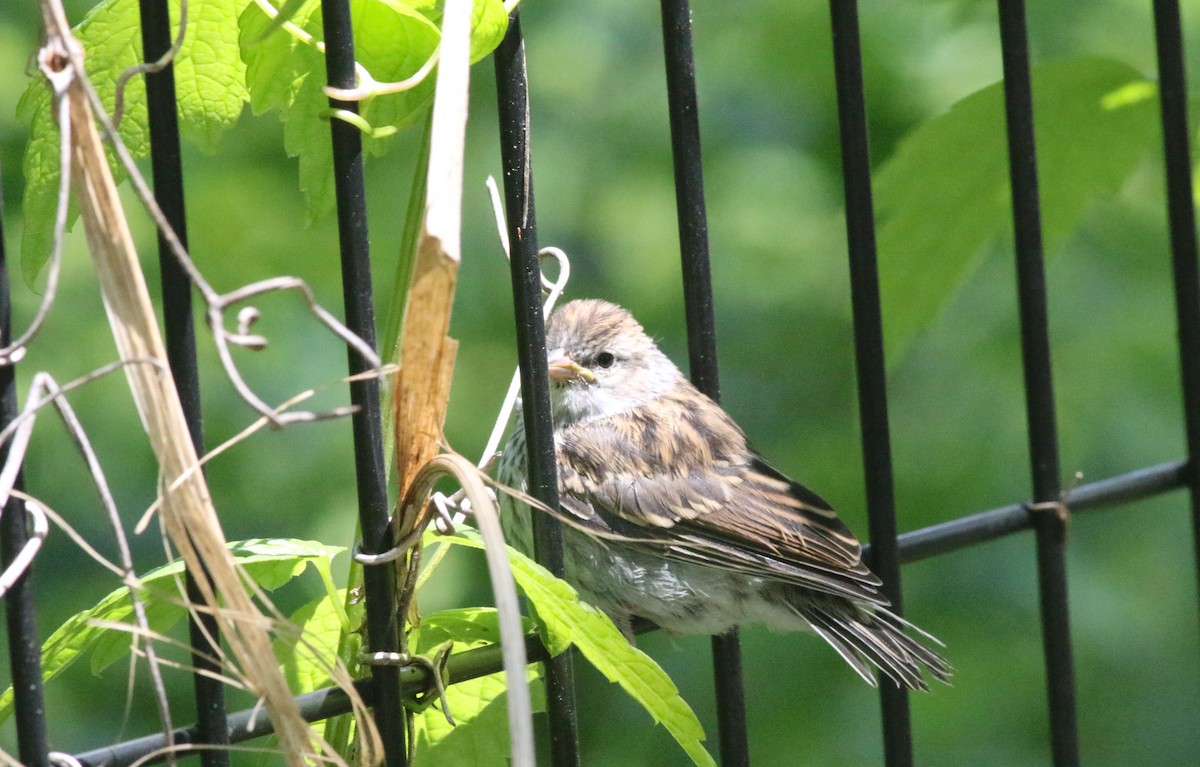 Chipping Sparrow - ML619983813