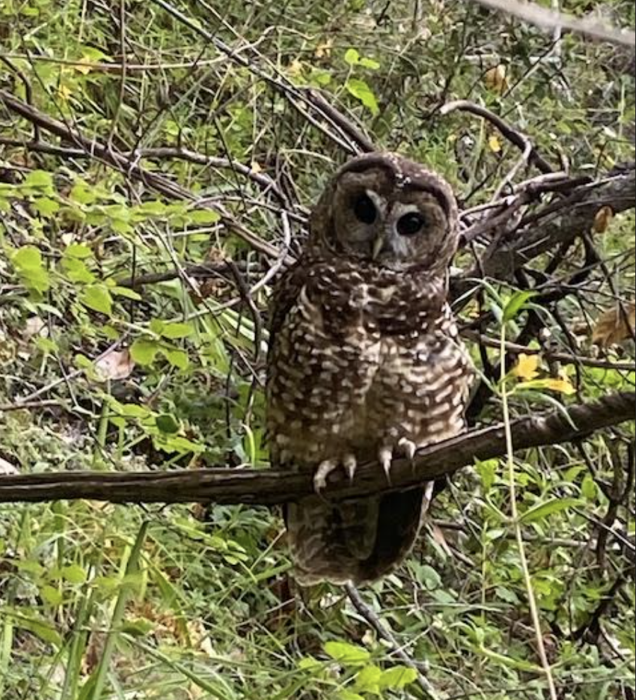 Spotted Owl - ML619983814