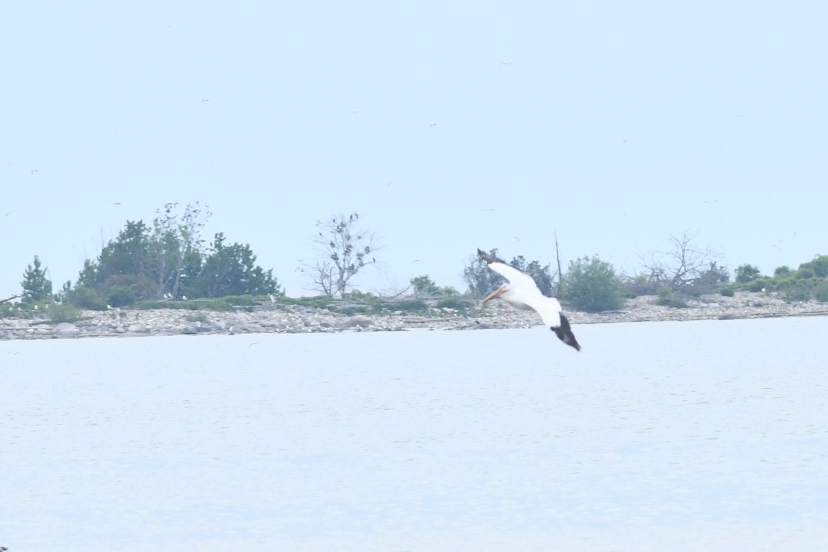 pelikán severoamerický - ML619983817