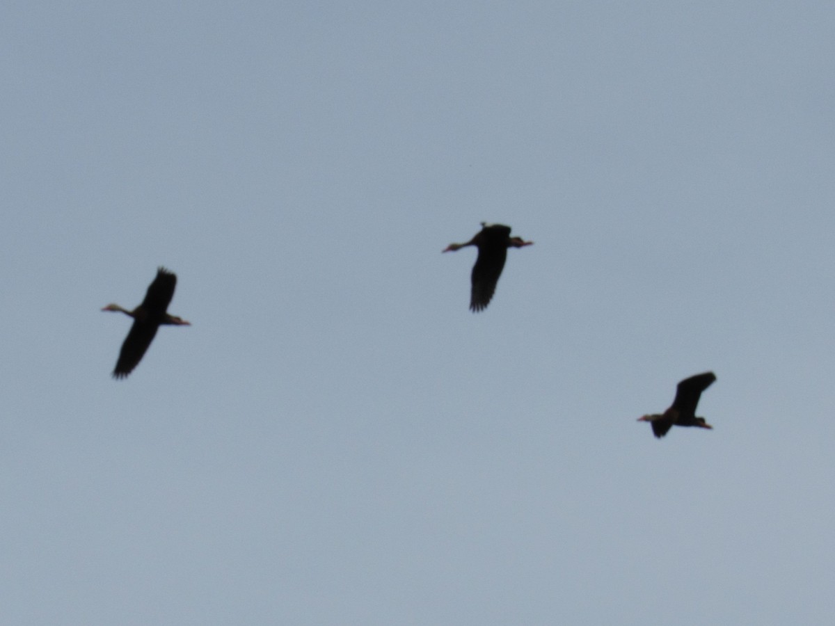 Black-bellied Whistling-Duck - ML619983835