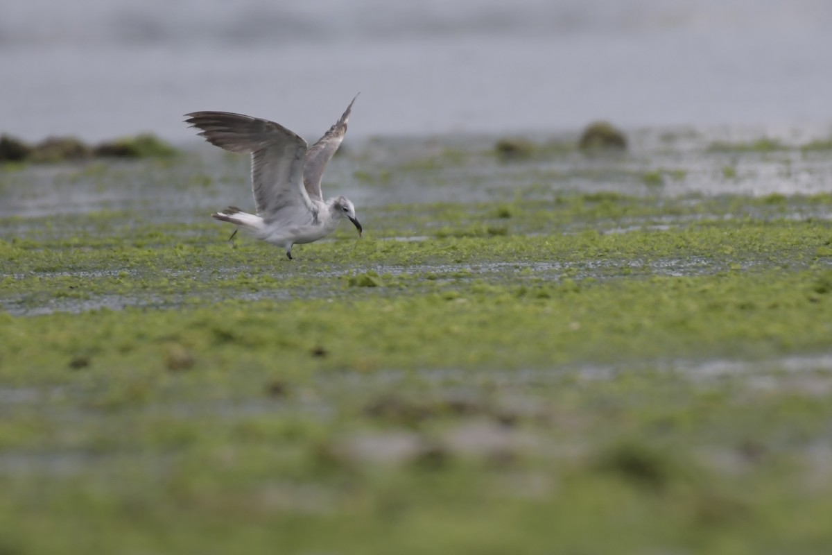 Gaviota Guanaguanare - ML619983848