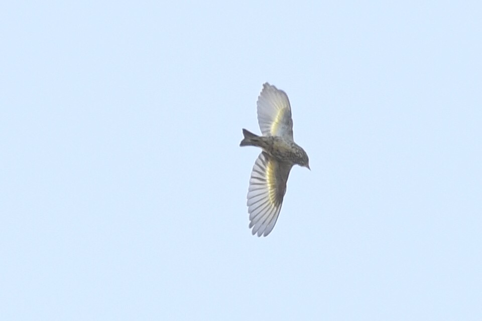 Pine Siskin - ML619983849