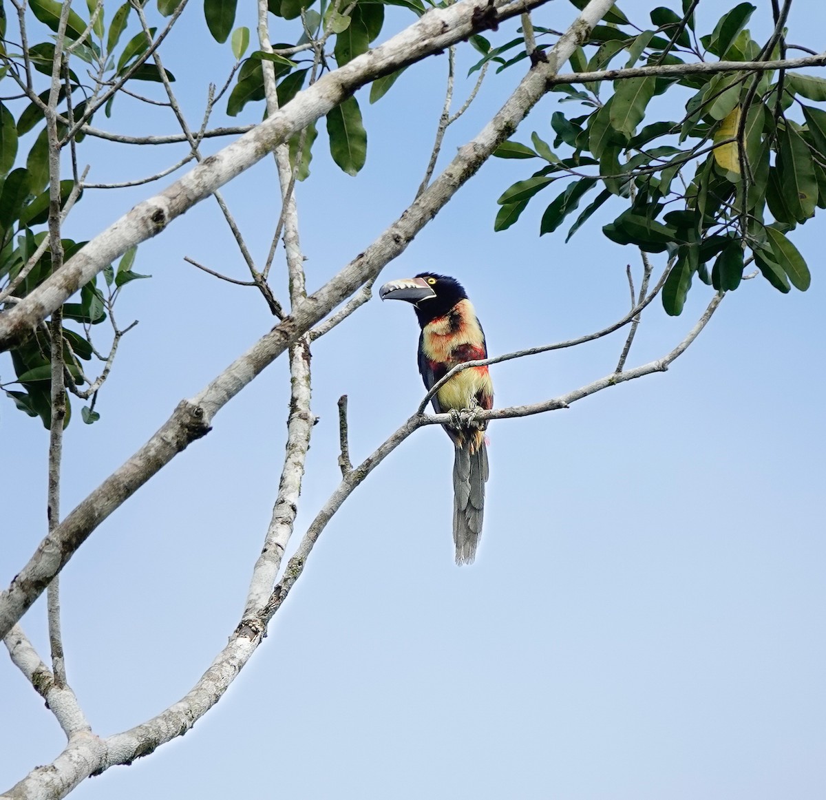 Collared Aracari - ML619983852