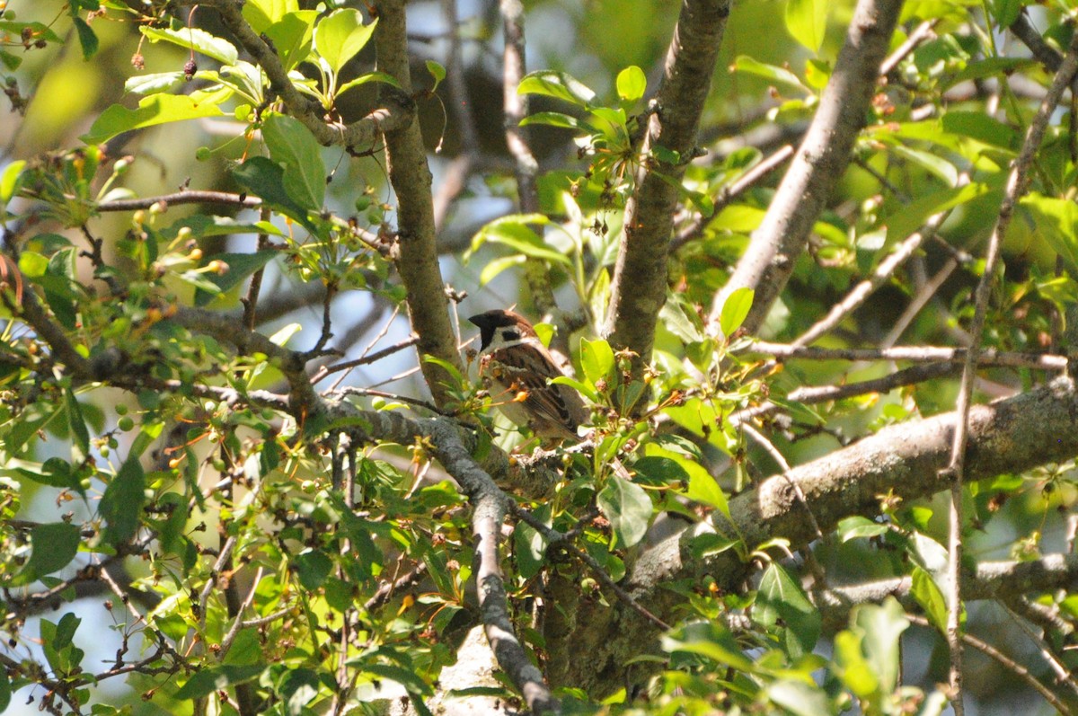 Eurasian Tree Sparrow - ML619983853