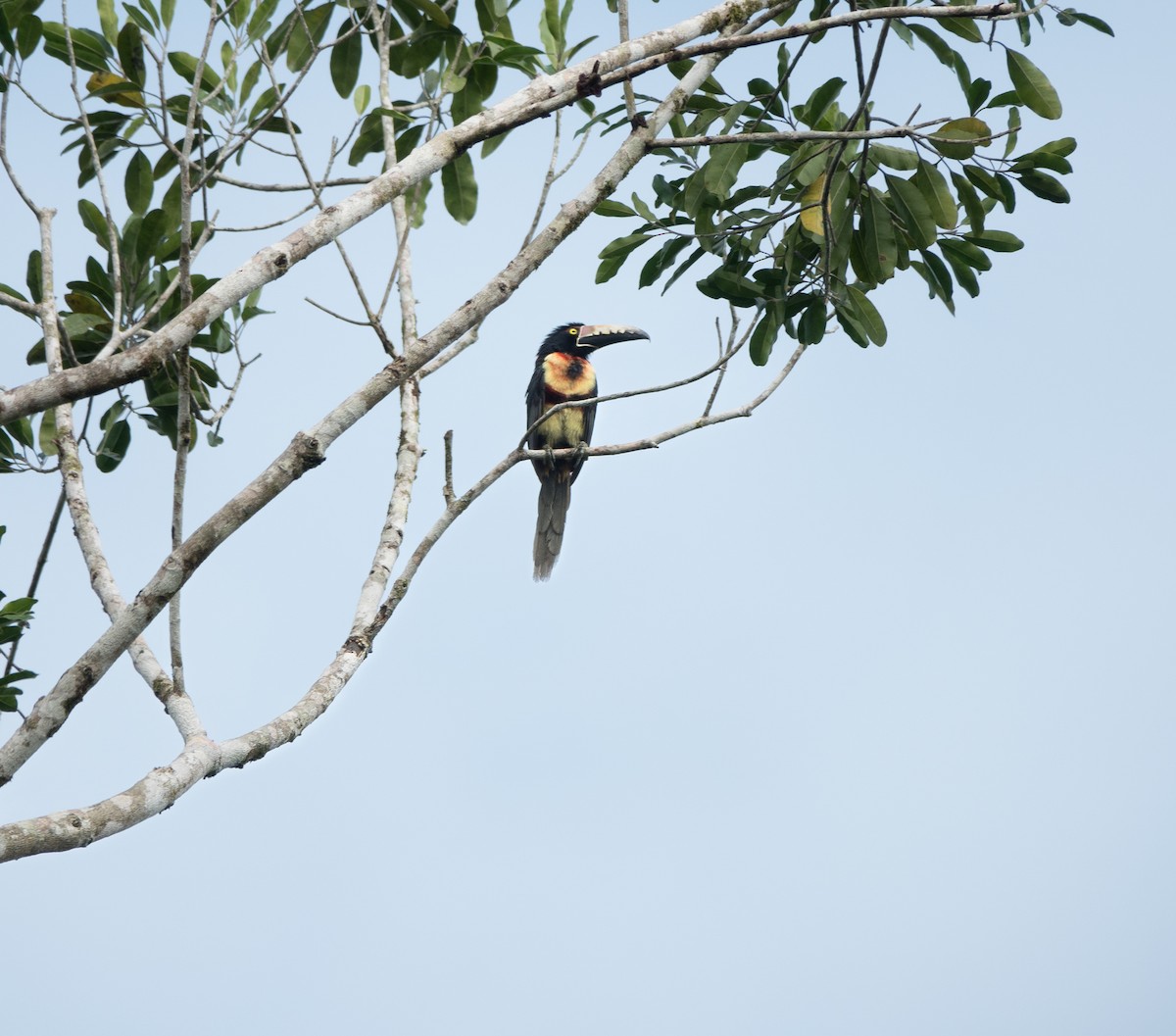 Collared Aracari - ML619983854