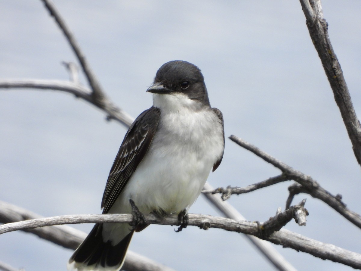 Eastern Kingbird - ML619983855