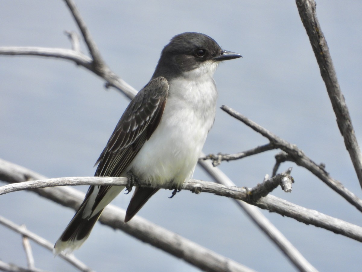 Eastern Kingbird - ML619983856