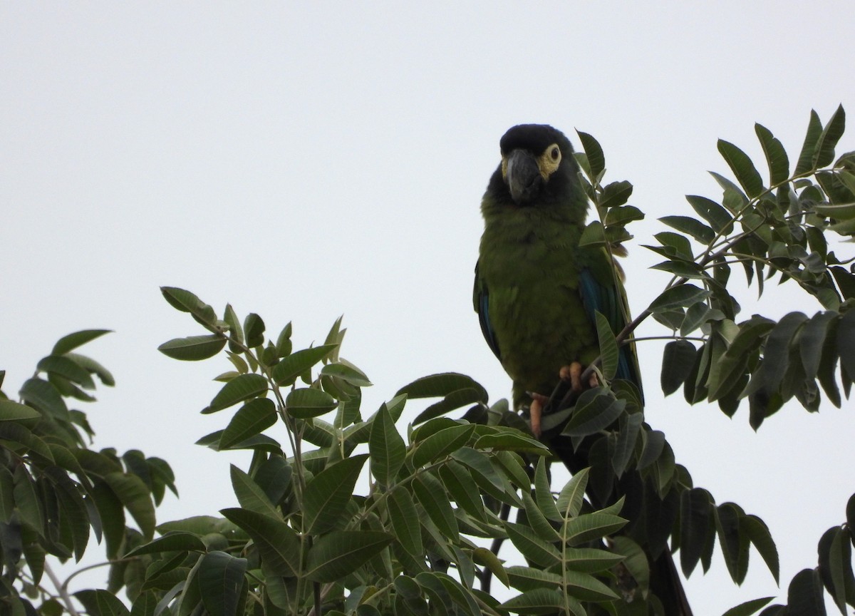 Yellow-collared Macaw - ML619983858
