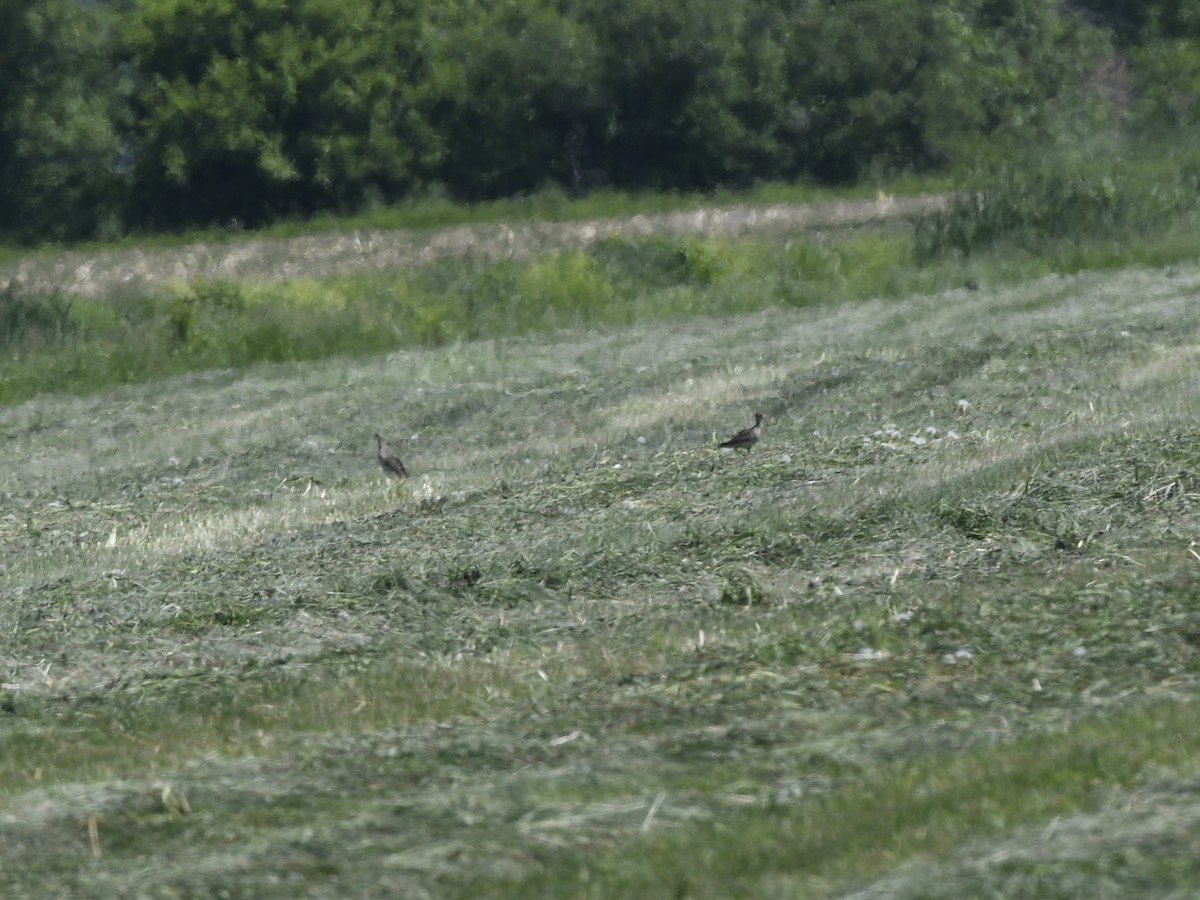 Upland Sandpiper - ML619983867