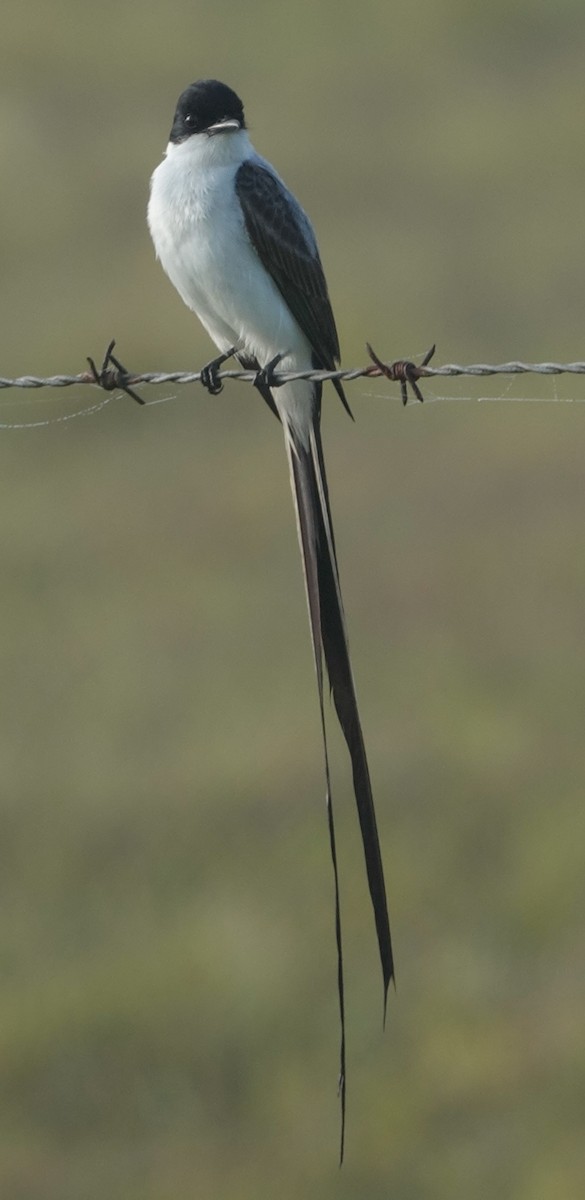 Fork-tailed Flycatcher - ML619983869