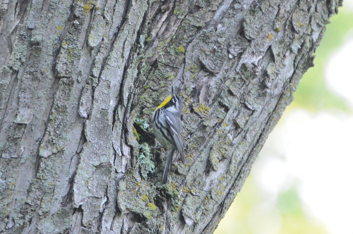 Yellow-throated Warbler - ML619983870