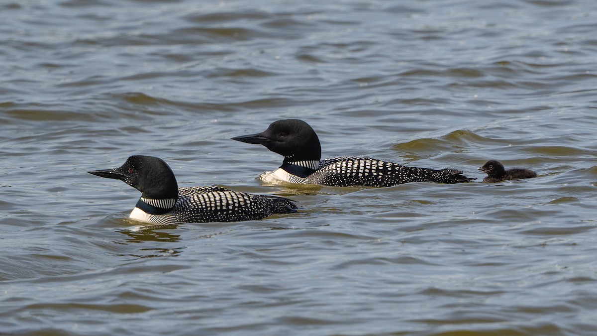 Common Loon - ML619983873