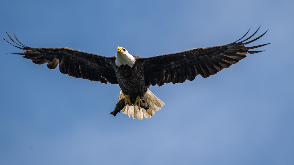 Bald Eagle - ML619983878