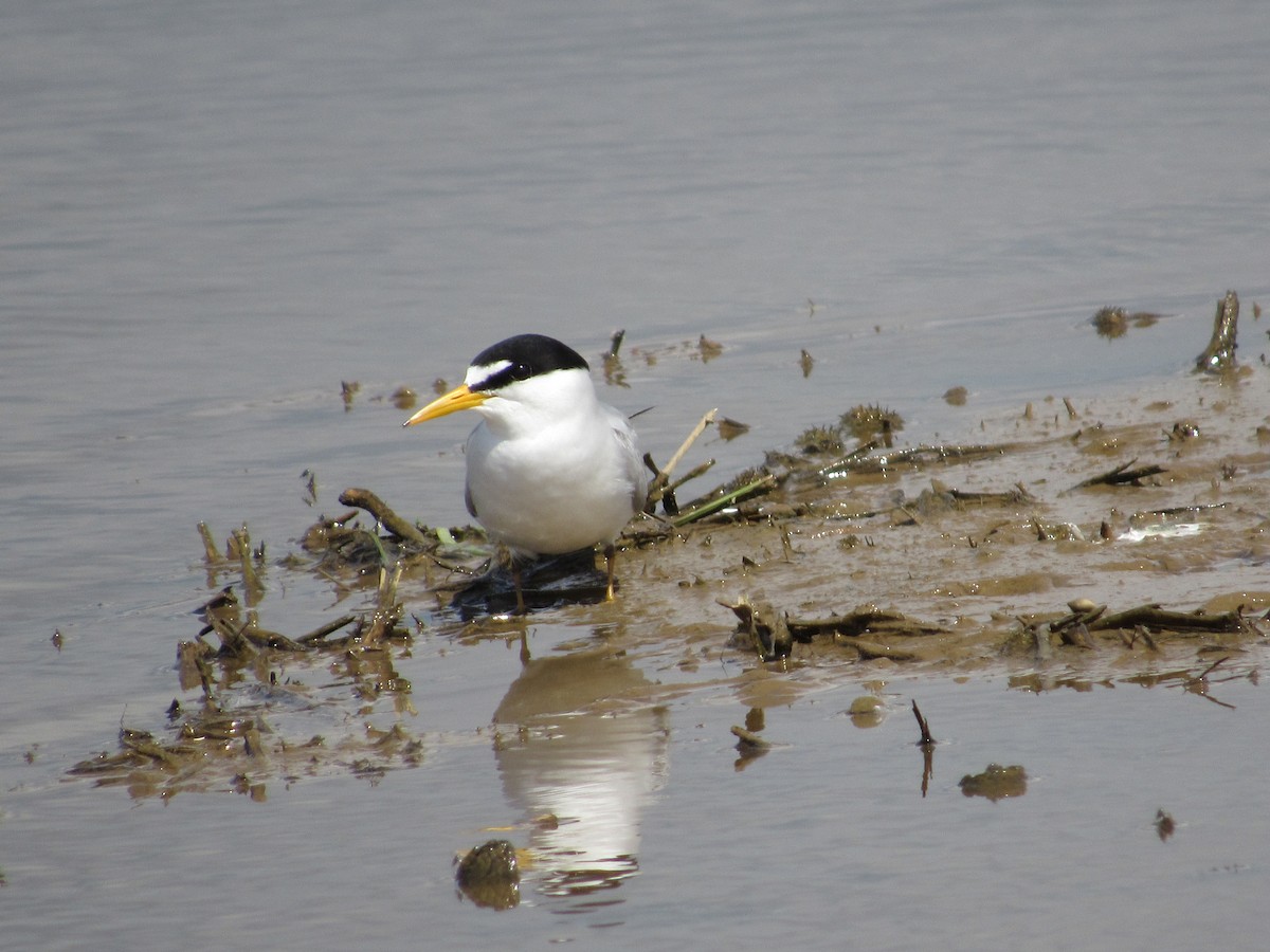 Least Tern - ML619983880