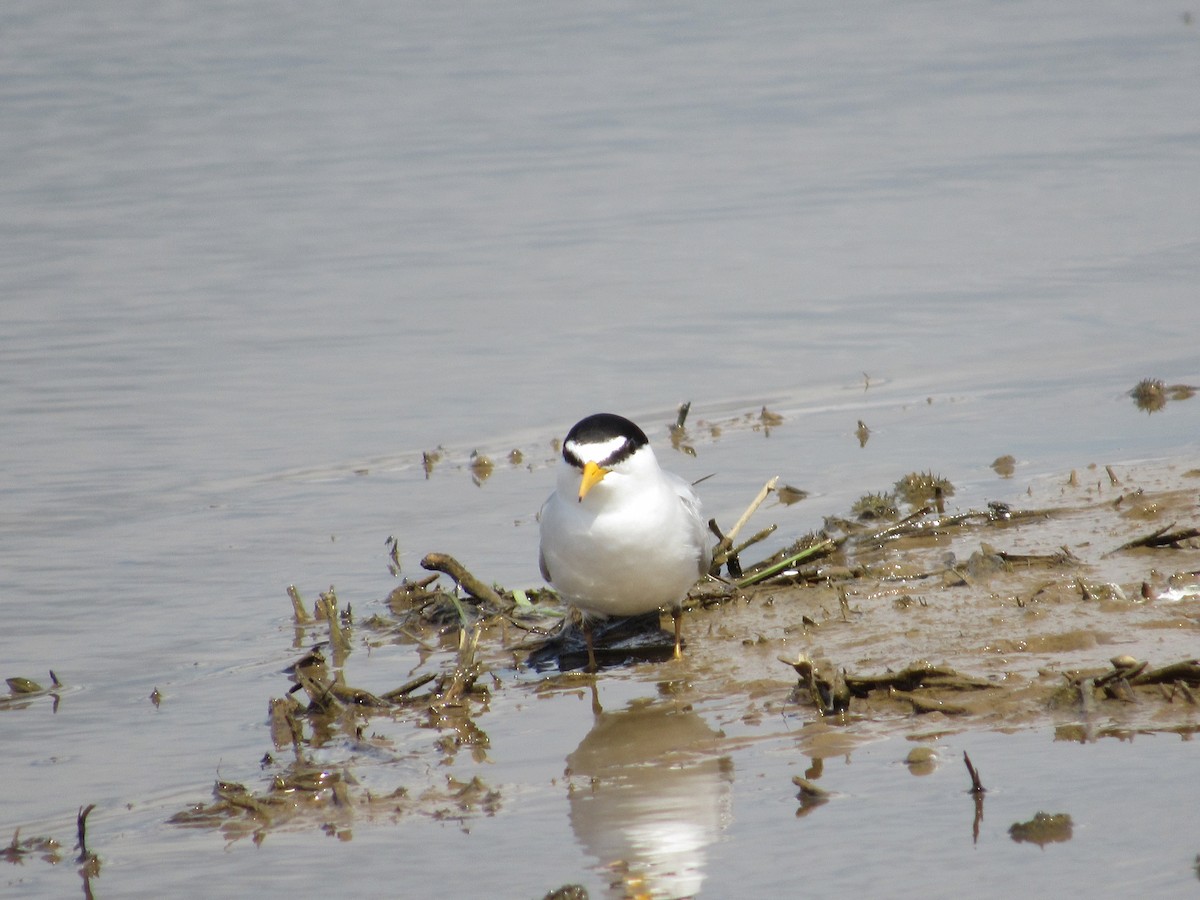 Least Tern - David Stone