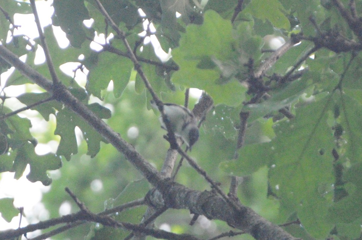 Cerulean Warbler - ML619983885