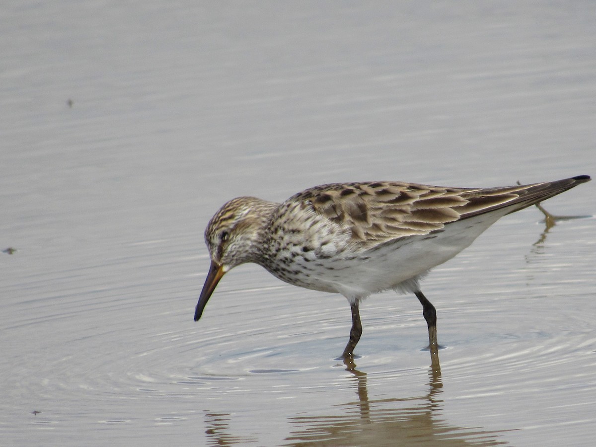 White-rumped Sandpiper - ML619983890