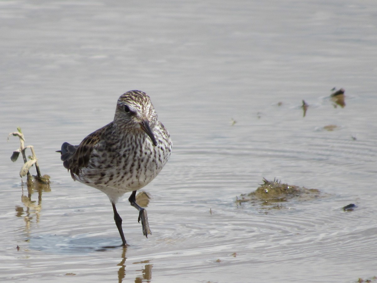 White-rumped Sandpiper - ML619983893