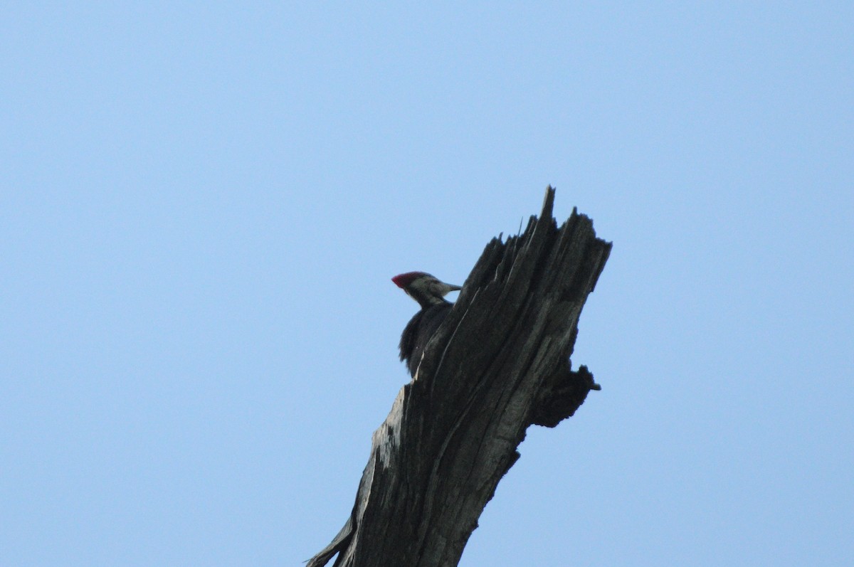 Pileated Woodpecker - ML619983902