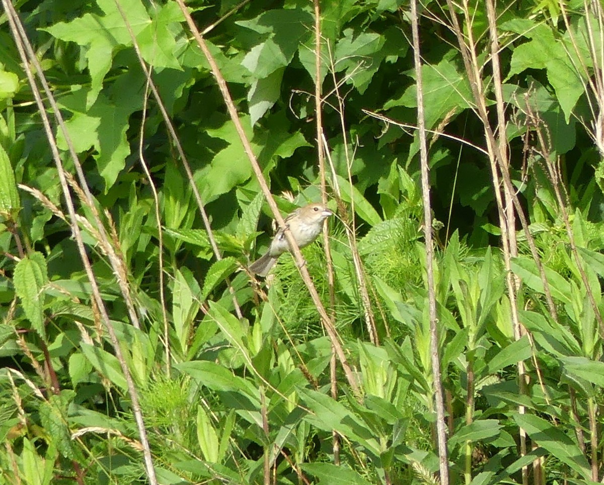 Indigo Bunting - ML619983906