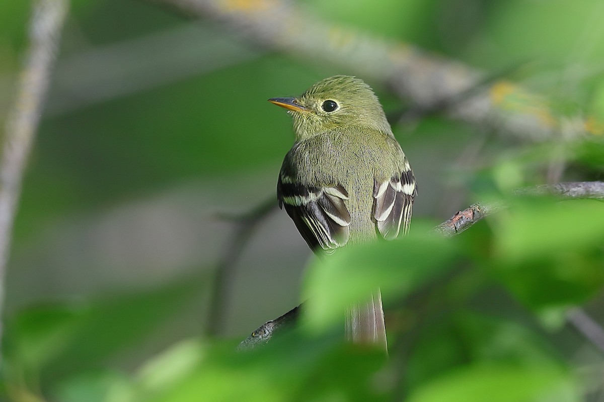 Yellow-bellied Flycatcher - ML619983907