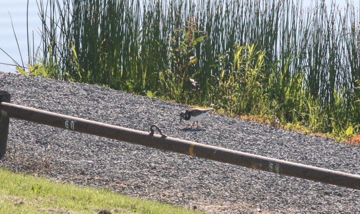 Ruddy Turnstone - ML619983909