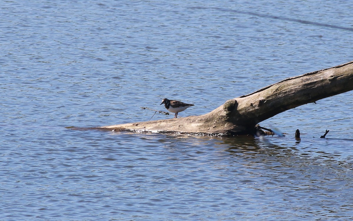 Ruddy Turnstone - ML619983918