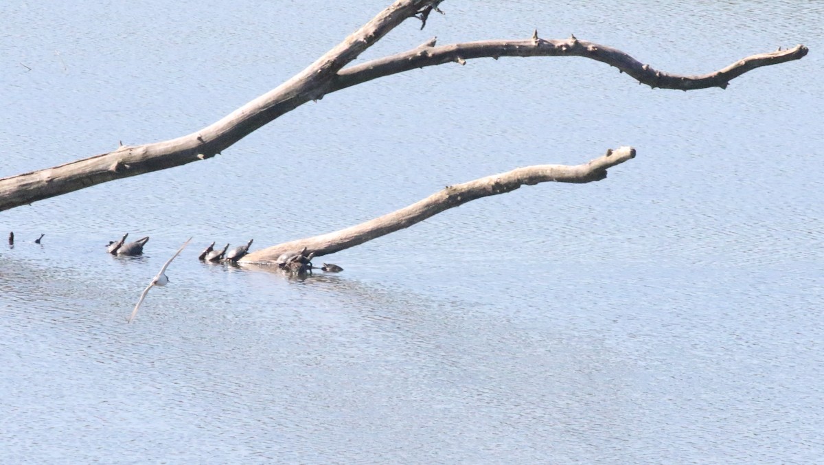 Ruddy Turnstone - ML619983923