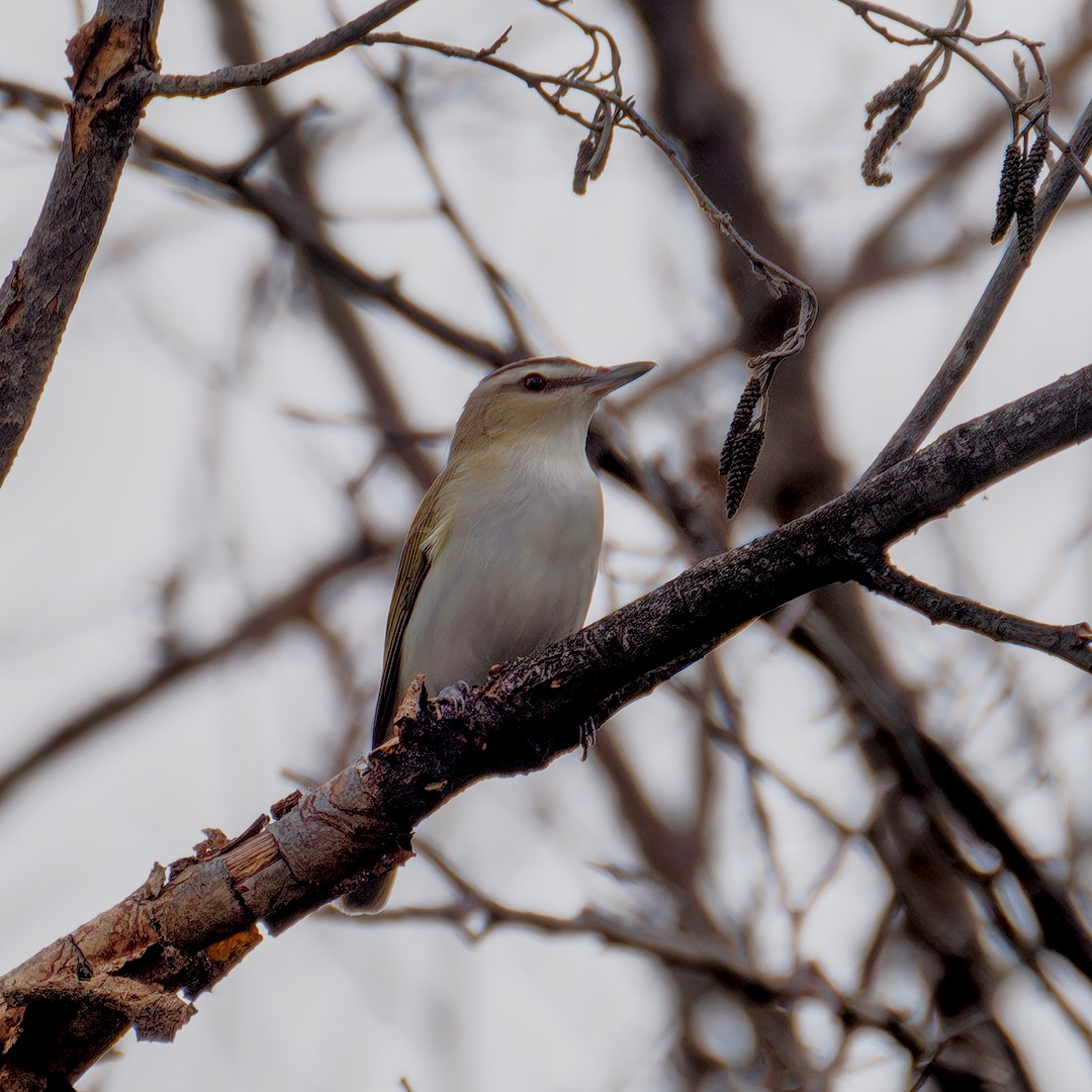 Red-eyed Vireo - ML619983926