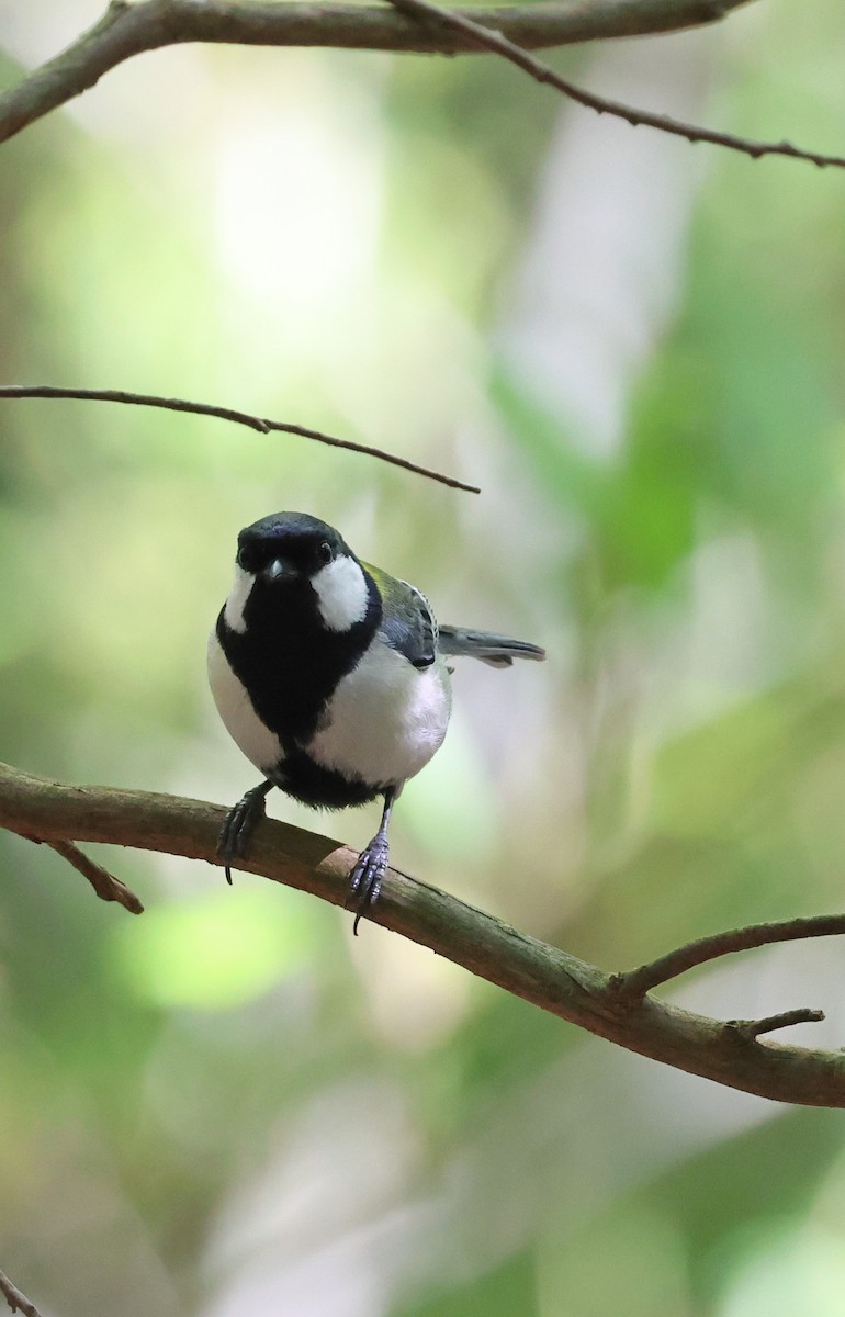 Japanese Tit - ML619983927