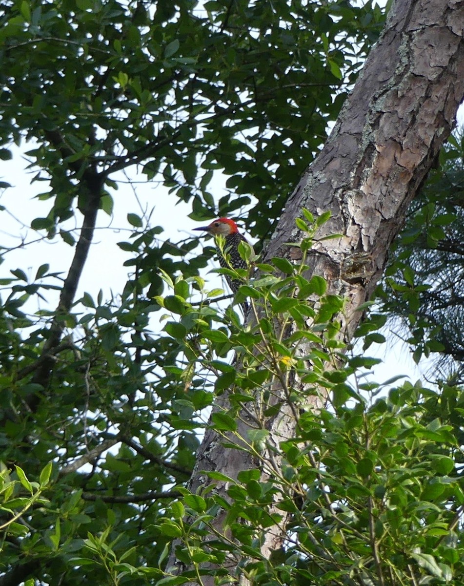 Red-bellied Woodpecker - ML619983928