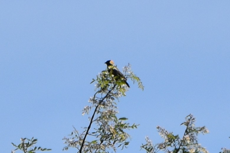 bobolink americký - ML619983931