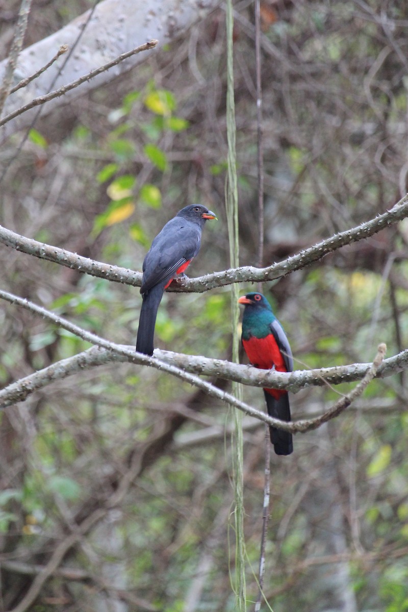 Slaty-tailed Trogon - ML619983933