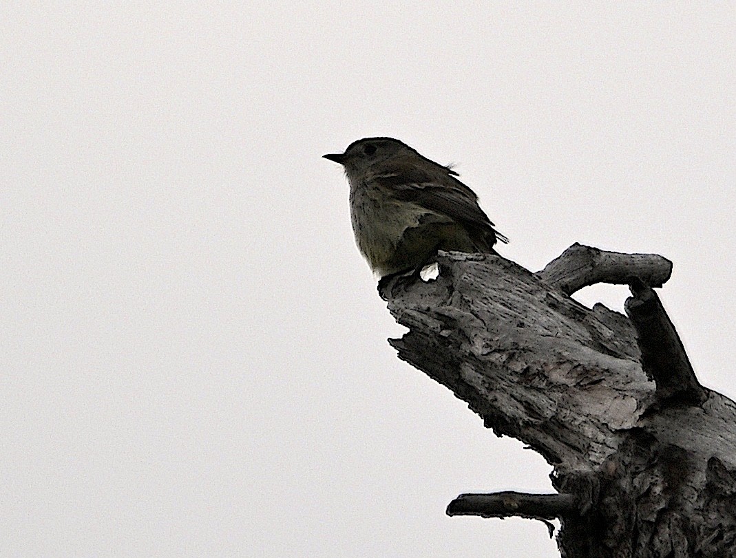 Dusky Flycatcher - ML619983938