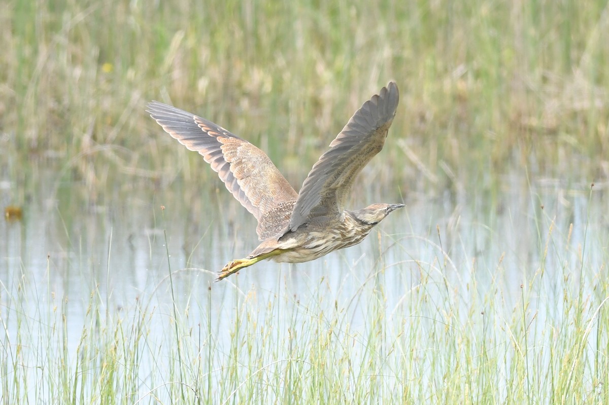 Schwarzbart-Rohrdommel - ML619983939