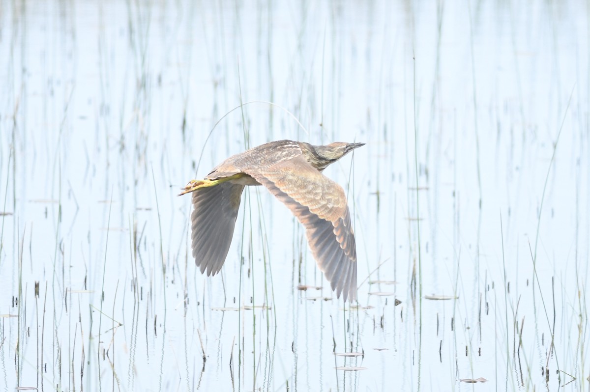 American Bittern - ML619983940