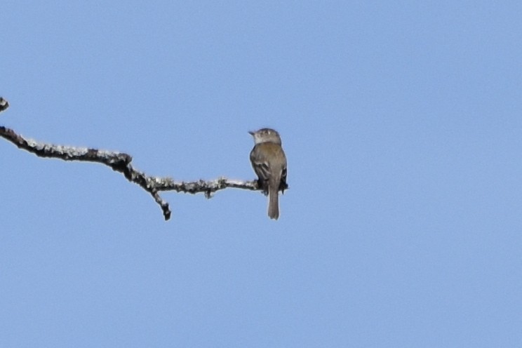 Least Flycatcher - ML619983943