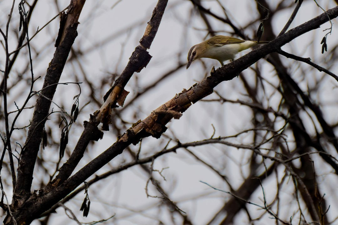 Red-eyed Vireo - ML619983945