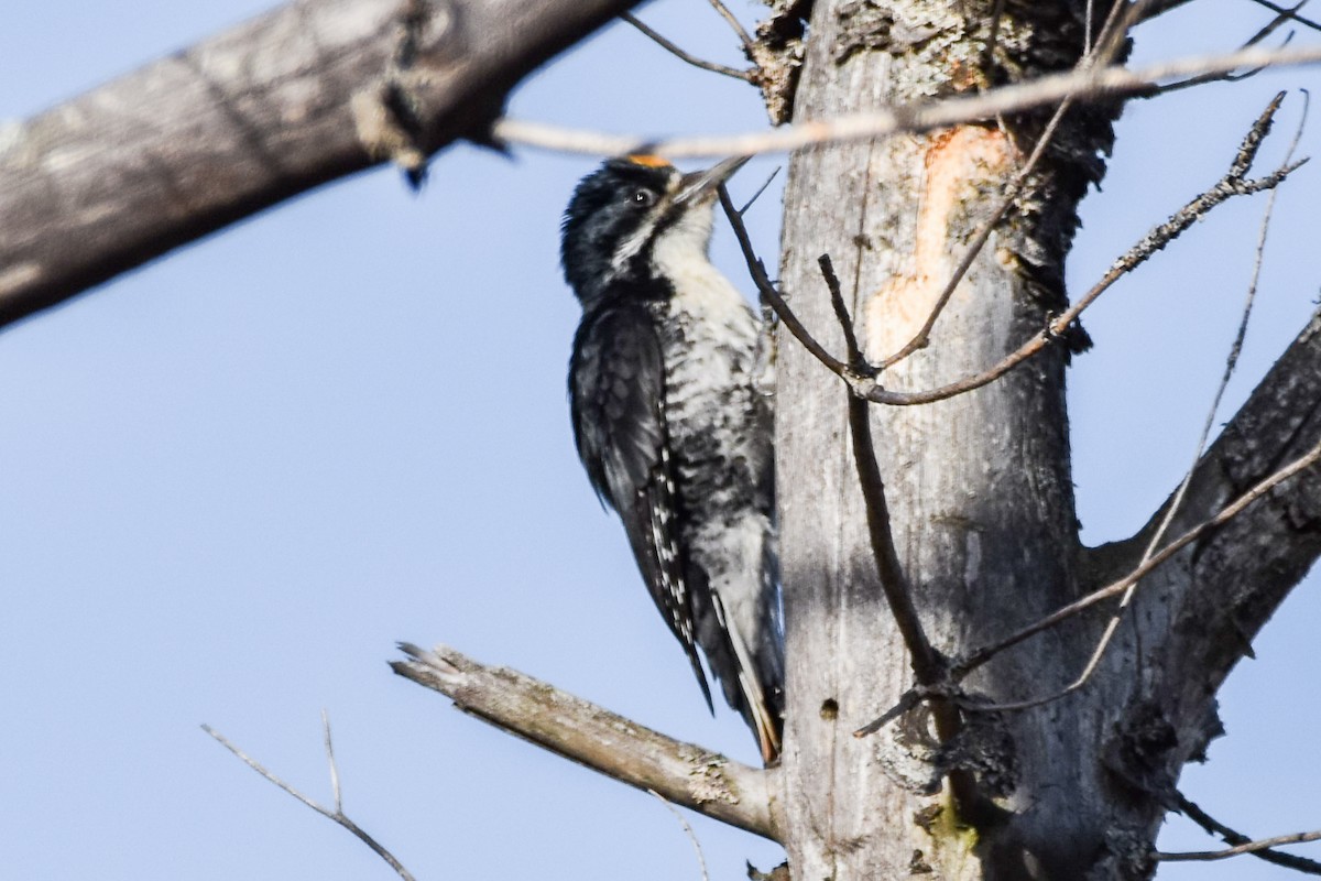 Black-backed Woodpecker - ML619983946