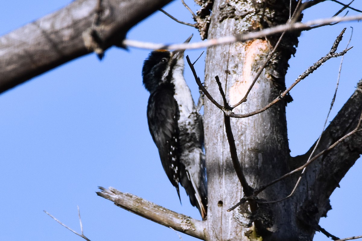 Black-backed Woodpecker - ML619983947