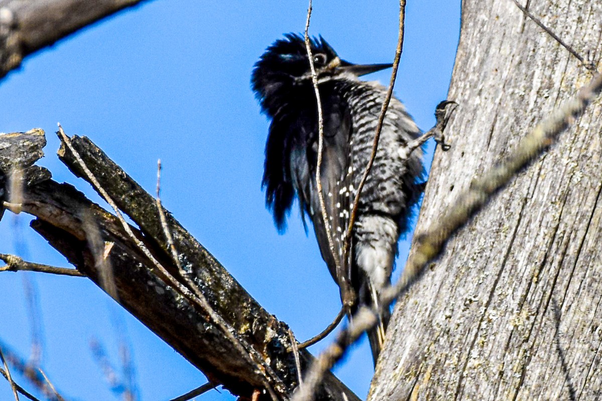 Black-backed Woodpecker - ML619983948