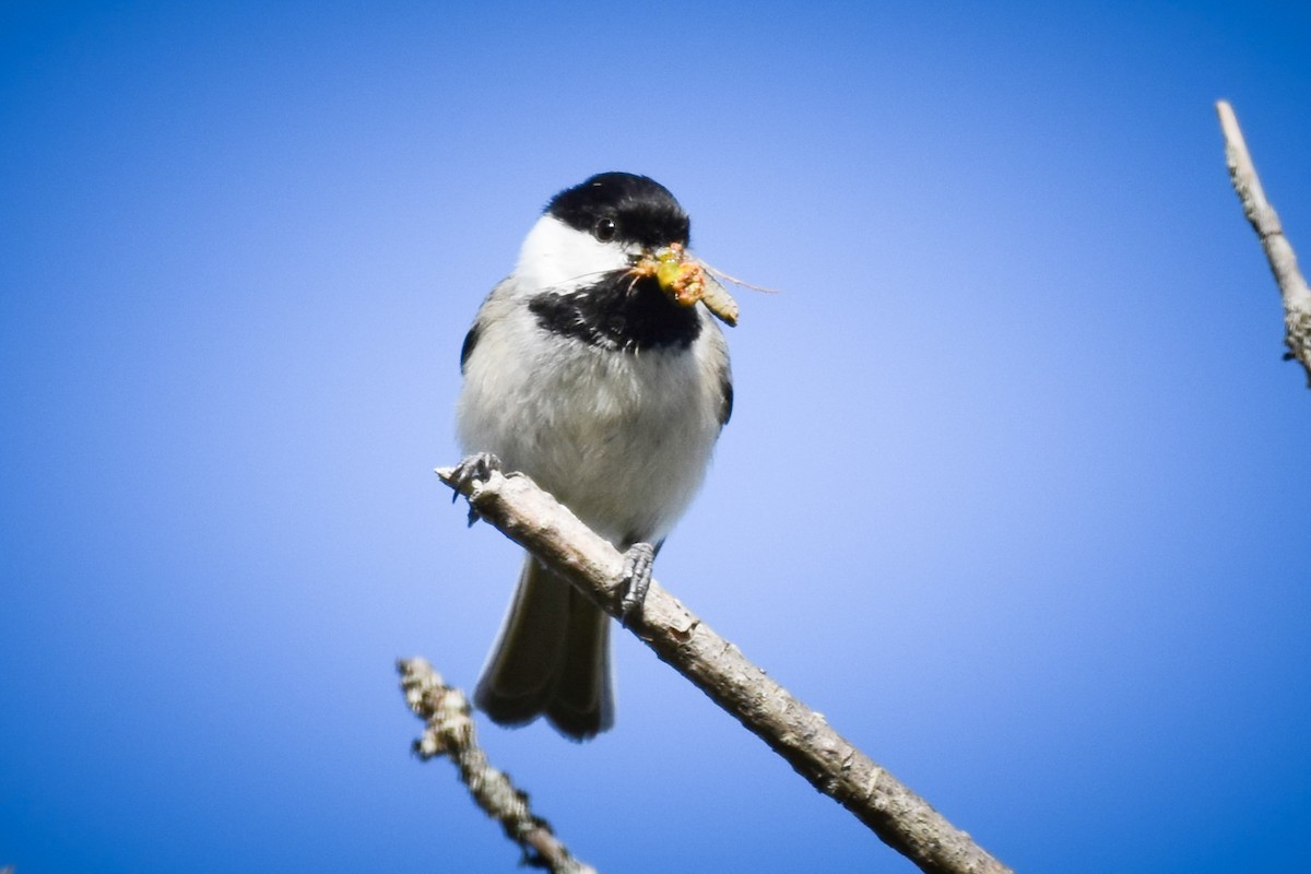 Black-capped Chickadee - ML619983950