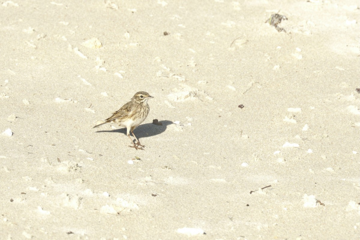 Australian Pipit - ML619983953