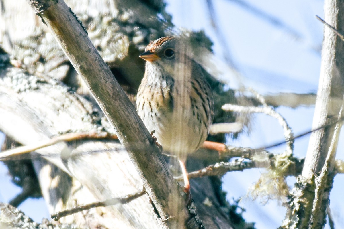 Lincoln's Sparrow - ML619983956