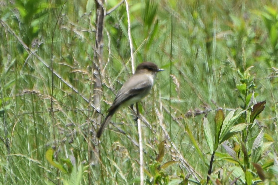 Eastern Phoebe - stephen johnson  🦜