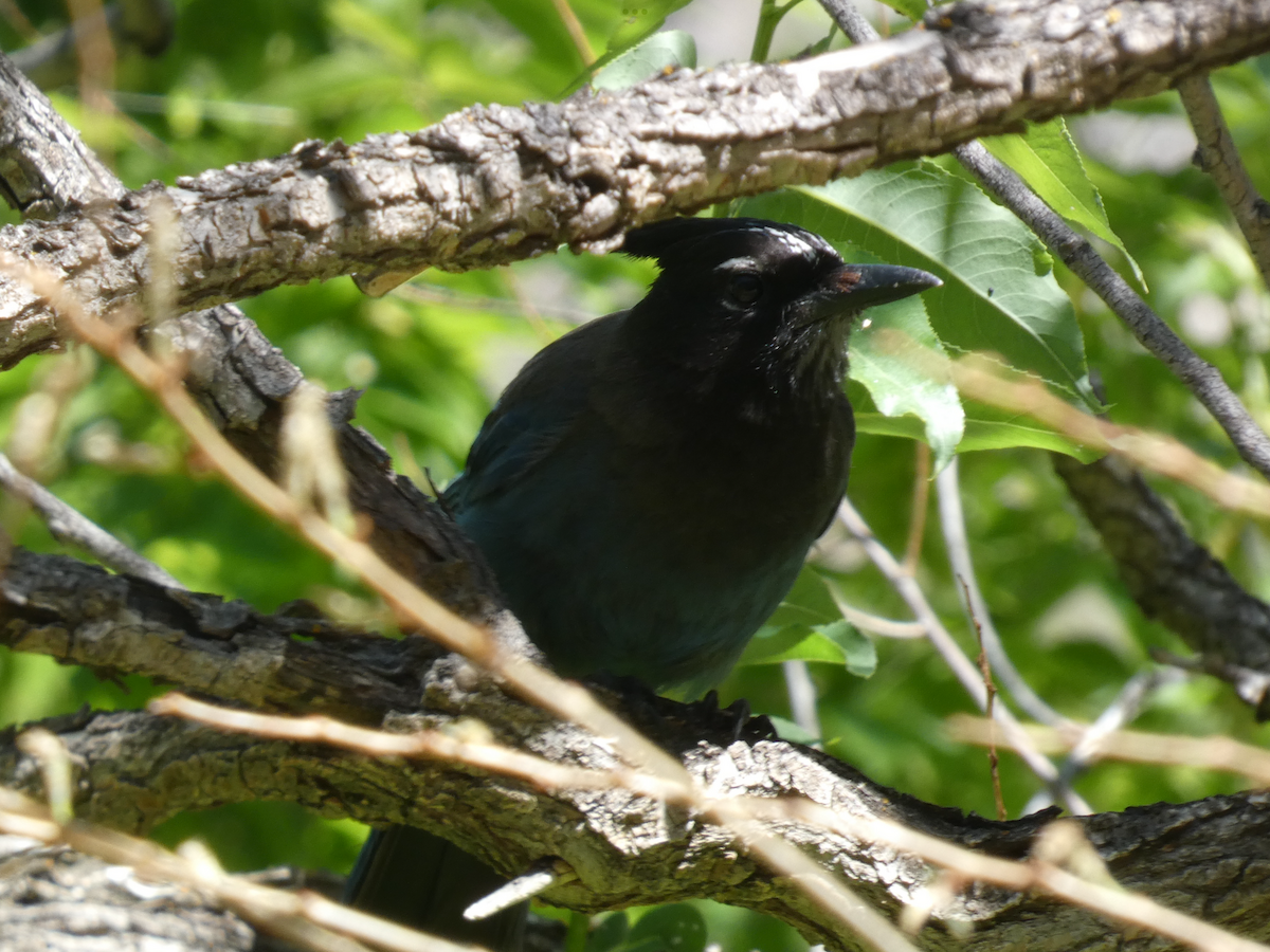 Steller's Jay - ML619983961